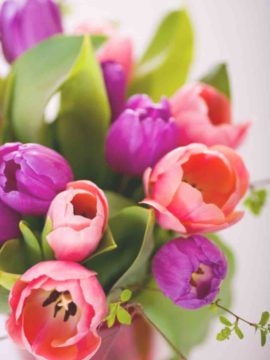 Tulips